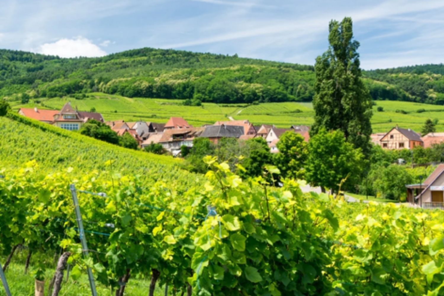 Alsatrucs est une collection originale d’objets artisanaux imaginés et fabriqués en Alsace.